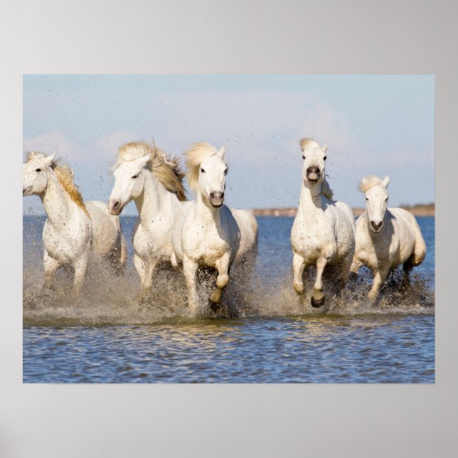 Poster Cavalos Camargue (Frente)