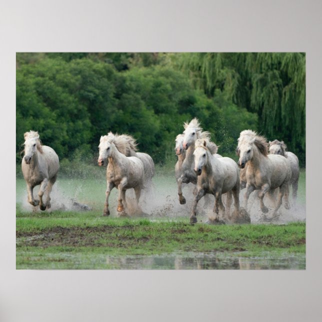 Poster Cavalos Camargue Correndo na Água (Frente)