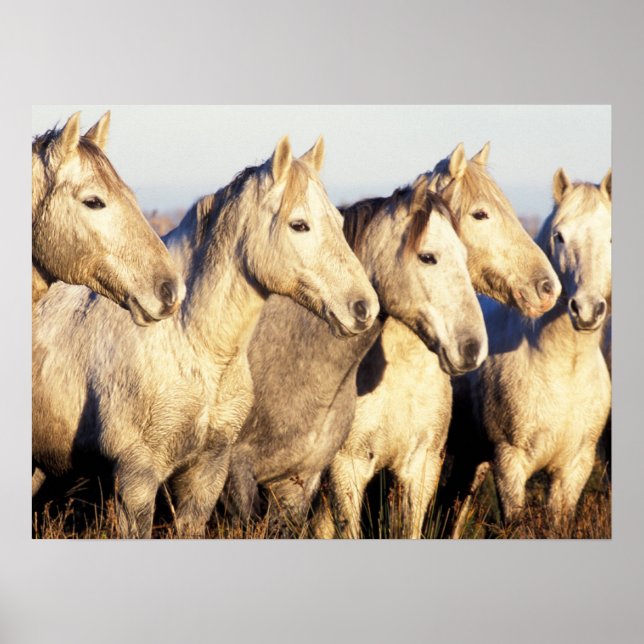 Poster Cavalos Camargue (Eguus caballus) (Frente)