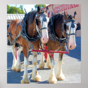 Poster Cavalos Clydesdale