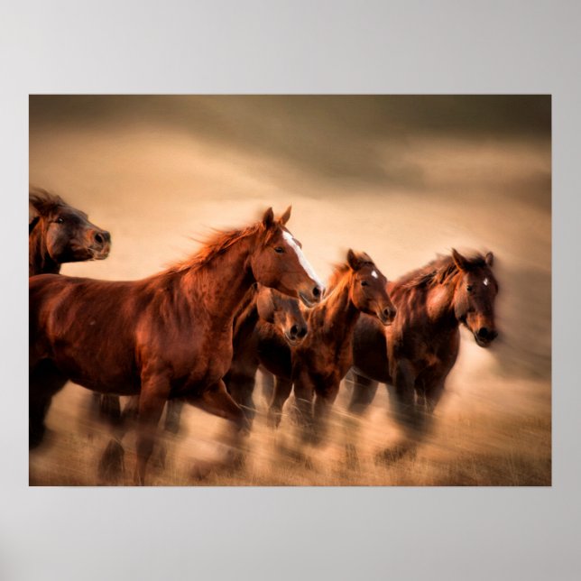 Poster Cavalos Correndo (Frente)