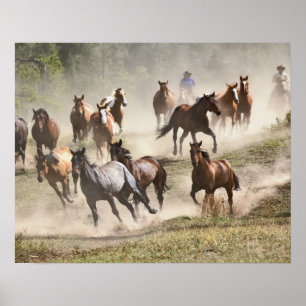 Póster Cavalos correndo durante o roundup, Montana