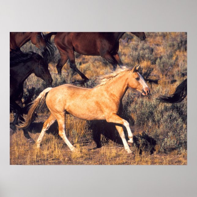 Poster Cavalos Correndo em uma Fazenda Ponderosa (Frente)