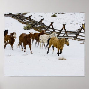 Póster Cavalos correndo na neve