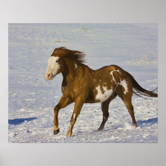 Poster Cavalos correndo na neve (Frente)