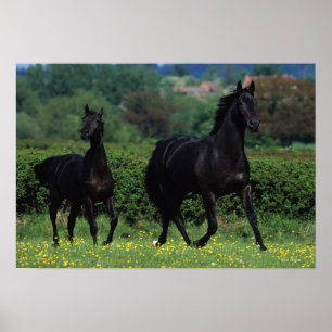 Poster Cavalos Criados em Flores