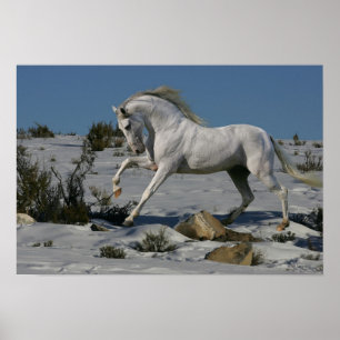 Poster Cavalos da fantasia: Rei da neve
