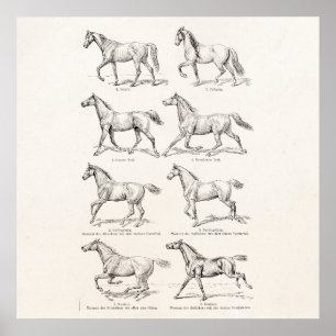 Póster Cavalos da ilustração dos portes do cavalo dos