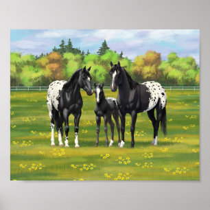 Poster Cavalos de Appaloosa Pretos Na Pastagem De Verão