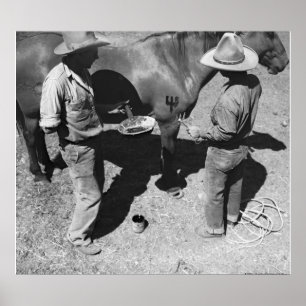 Póster Cavalos de branding com marca do bife