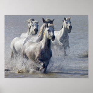 Póster Cavalos de Camargue que funcionam na região