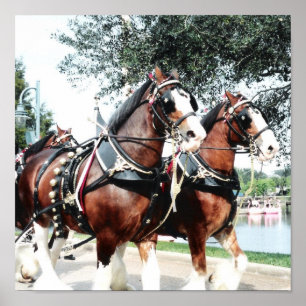 Poster Cavalos de Clydesdale