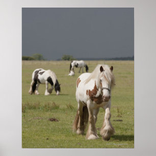 Póster Cavalos de Clydesdale em um campo, Northumberland,