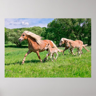 Poster Cavalos de Haflinger com Refeições Bonitas Corre
