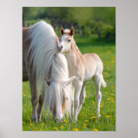Cavalos de Haflinger Um Prato De Bebê Bonito Com F