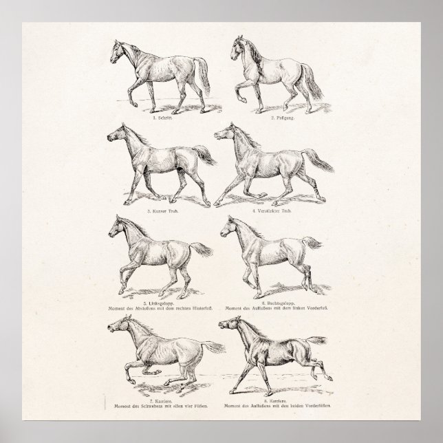 Póster Cavalos de Ilustração do Cavalo da Vintage da déca (Frente)