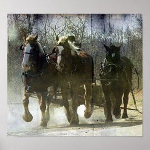 Póster Cavalos de trabalho de Amish