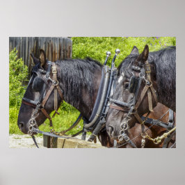 Poster Cavalos de trabalho incríveis no arnês