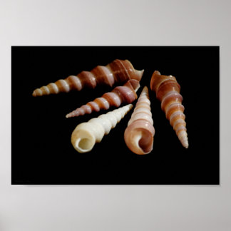 Póster Cavalos do mar