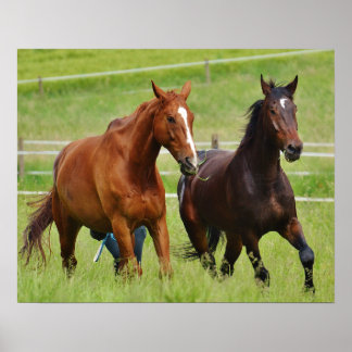 Póster Cavalos duplos