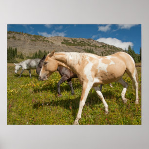 Poster Cavalos e mulas