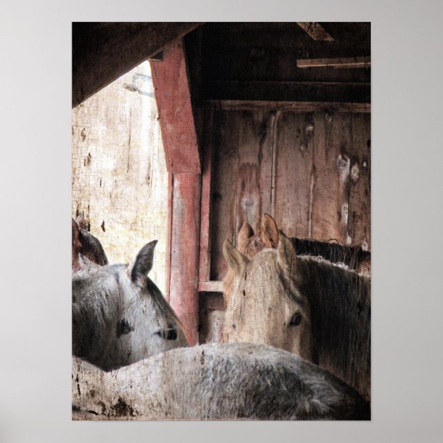 Poster Cavalos em um celeiro em um dia chuvoso (Frente)