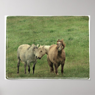 Póster Cavalos engraçados