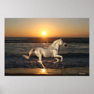 Póster Cavalos Fantásticos: Sunset
