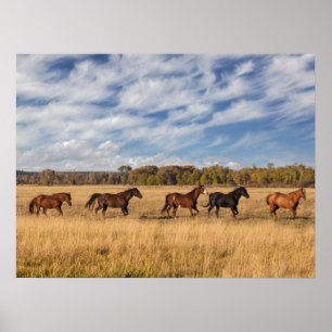 Poster Cavalos Fora do Parque Nacional Grand Teton