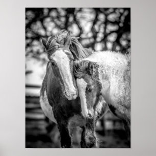 Poster Cavalos Impressão/Poster