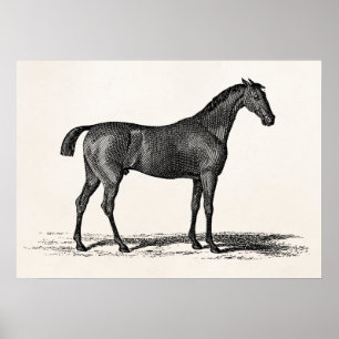 Póster Cavalos ingleses da corrida de cavalos da raça do