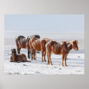 Poster Cavalos islandeses cobertos de neve