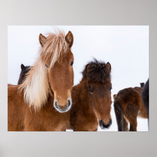 Poster Cavalos Islandeses Fofos Juntos