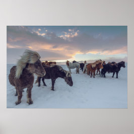 Poster Cavalos Islandeses na Neve | Foto da Islândia