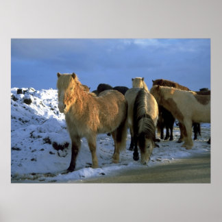 Poster Cavalos islandeses no inverno