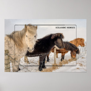 Poster Cavalos islandeses no inverno