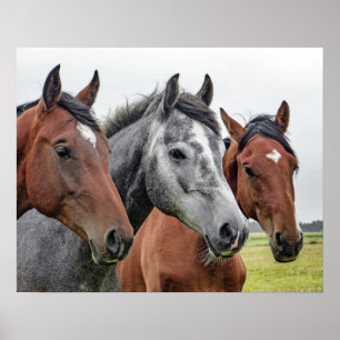 Poster Cavalos Lado a Lado, Cabeça e Peito, Castanhos, Ci