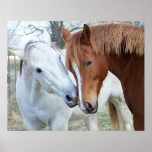 Póster Cavalos Loving