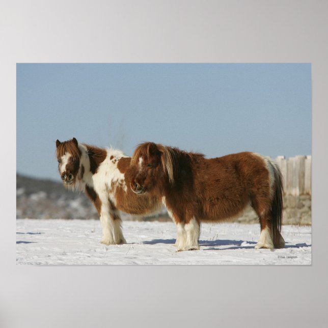 Poster Cavalos miniatura em pé na neve (Frente)