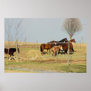 Poster Cavalos na Fazenda