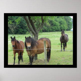 Póster Cavalos na Pastura