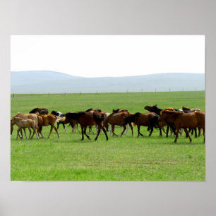Poster Cavalos na Pastura - Fotografia Paisagem