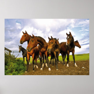 Poster Cavalos no campo