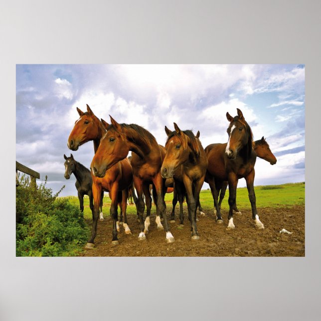 Poster Cavalos no campo (Frente)