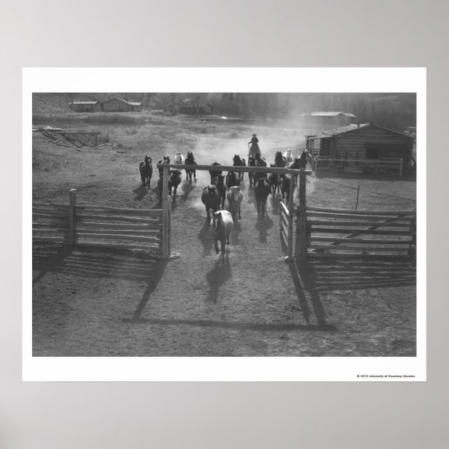 Póster Cavalos no curral (Frente)