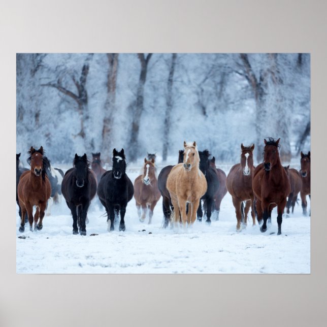 Poster Cavalos no Frio (Frente)