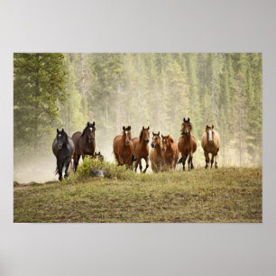 Poster Cavalos no topo de uma pequena colina durante a re