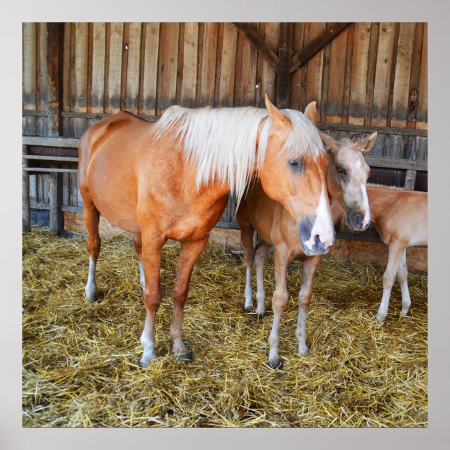 Poster Cavalos num estábulo (Frente)