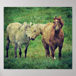 Póster Cavalos parvos