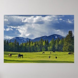 Póster Cavalos pastam em pasto perto de Whitefish,